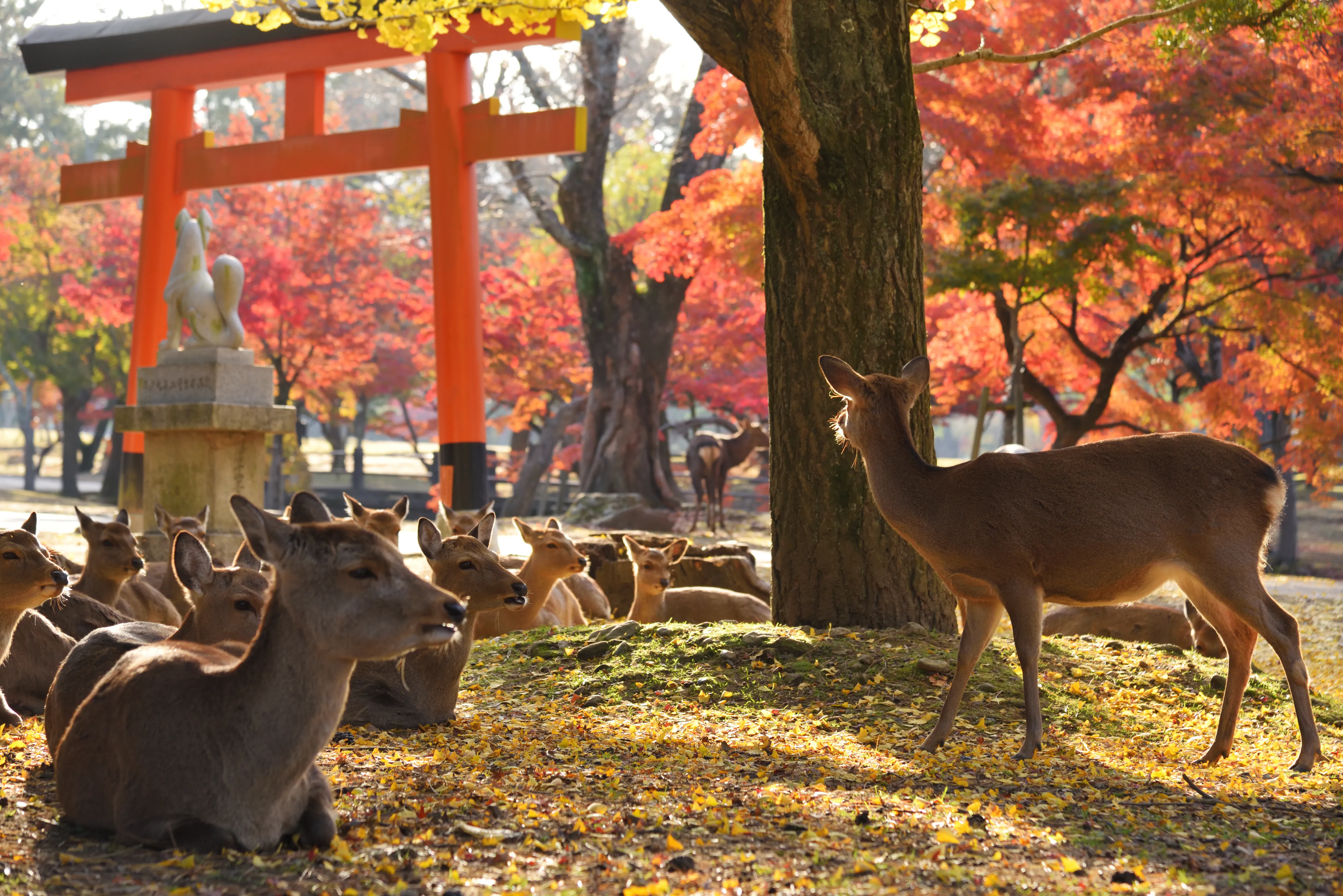 Photography locations in Nara